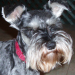 Kadee pedigree