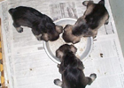 Supper Time