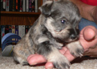 Puppy in Hand